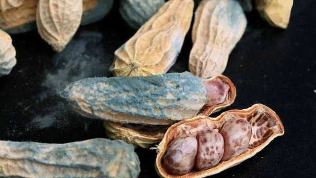 Những thứ trong nhà bếp “ẩn nấp” độc tố aflatoxin gây ung thư - Hình 3 Nhung thu trong nha bep “an nap” doc to aflatoxin gay ung thu-Hinh-3