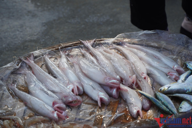 Sau Tết, cá khoai tăng giá, 600.000đ/kg, người dân tranh nhau mua - Hình 5 Sau Tet, ca khoai tang gia, 600.000d/kg, nguoi dan tranh nhau mua-Hinh-5