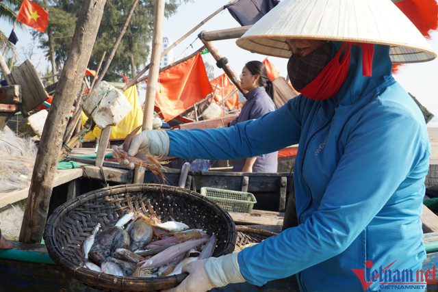 Sau Tết, cá khoai tăng giá, 600.000đ/kg, người dân tranh nhau mua - Hình 2 Sau Tet, ca khoai tang gia, 600.000d/kg, nguoi dan tranh nhau mua-Hinh-2