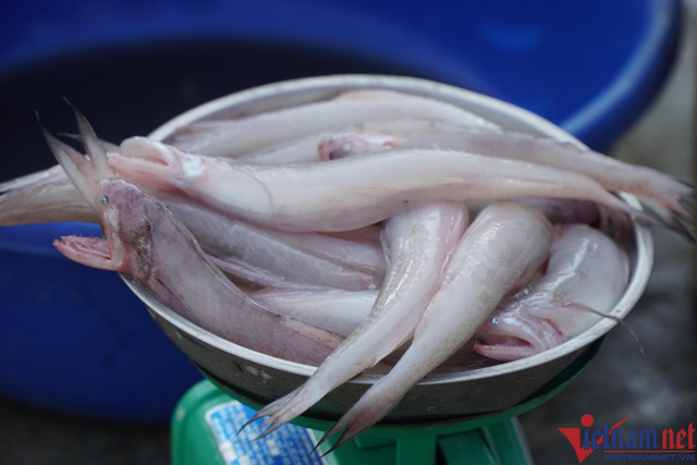 Sau Tết, cá khoai tăng giá, 600.000đ/kg, người dân tranh nhau mua - Hình 4 Sau Tet, ca khoai tang gia, 600.000d/kg, nguoi dan tranh nhau mua-Hinh-4
