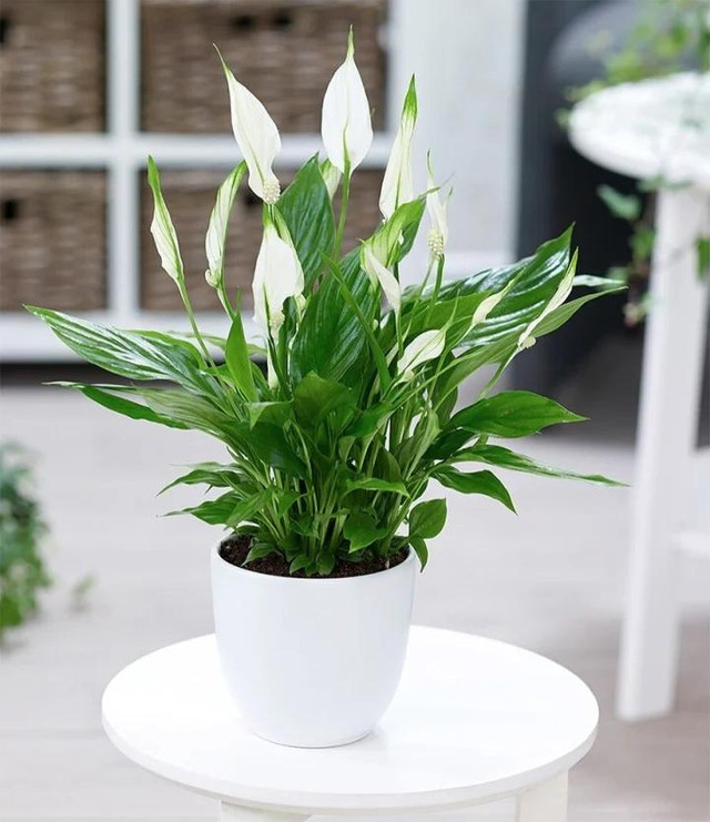 8 loại cây phong thủy đem đến may mắn, tài lộc cho người mệnh Kim - Hình 2 8 loai cay phong thuy dem den may man, tai loc cho nguoi menh Kim-Hinh-2