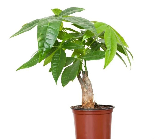 8 loại cây phong thủy đem đến may mắn, tài lộc cho người mệnh Kim - Hình 3 8 loai cay phong thuy dem den may man, tai loc cho nguoi menh Kim-Hinh-3