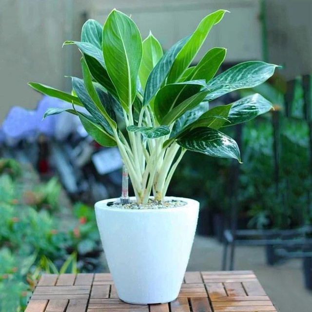 8 loại cây phong thủy đem đến may mắn, tài lộc cho người mệnh Kim - Hình 6 8 loai cay phong thuy dem den may man, tai loc cho nguoi menh Kim-Hinh-6