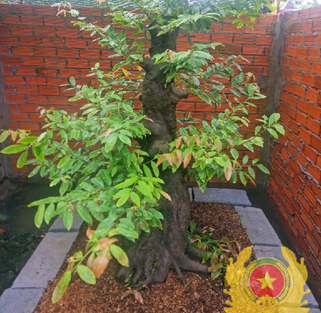 Triệt phá băng trộm cuỗm hàng loạt cây mai tiền tỷ ở miền Tây - Hình 3 Triet pha bang trom cuom hang loat cay mai tien ty o mien Tay-Hinh-3