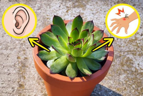 7 loại cây gia đình nên trồng quanh nhà, giúp cải thiện sức khỏe - Hình 3 7 loai cay gia dinh nen trong quanh nha, giup cai thien suc khoe-Hinh-3