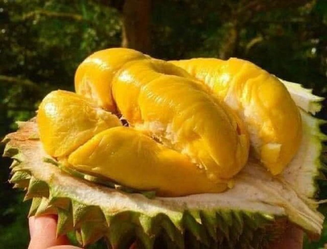 Sầu riêng ngon nhất thế giới đổ bộ chợ Việt, nhà giàu chi tiền ăn sang - Hình 4 Sau rieng ngon nhat the gioi do bo cho Viet, nha giau chi tien an sang-Hinh-4