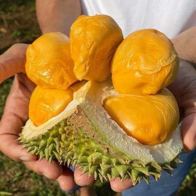 Sầu riêng ngon nhất thế giới đổ bộ chợ Việt, nhà giàu chi tiền ăn sang - Hình 2 Sau rieng ngon nhat the gioi do bo cho Viet, nha giau chi tien an sang-Hinh-2