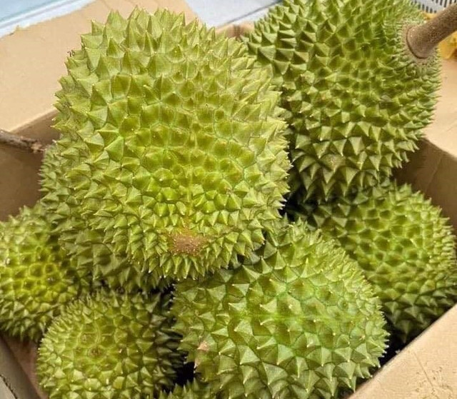 Sầu riêng ngon nhất thế giới đổ bộ chợ Việt, nhà giàu chi tiền ăn sang - Hình 3 Sau rieng ngon nhat the gioi do bo cho Viet, nha giau chi tien an sang-Hinh-3