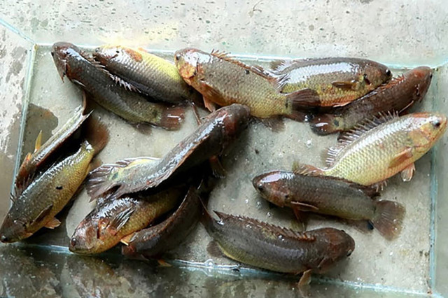 Loại cá rẻ tiền xưa có đầy ngoài đồng, giờ cực hiếm - Hình 5 Loai ca re tien xua co day ngoai dong, gio cuc hiem-Hinh-5