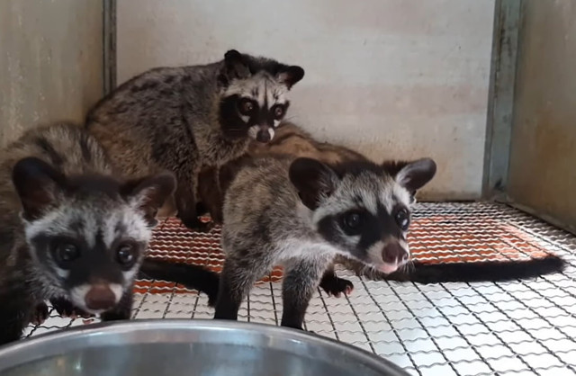 Việt Nam có loài thú tiết ra hương liệu quý ở gần hậu môn - Hình 2 Viet Nam co loai thu tiet ra huong lieu quy o gan hau mon-Hinh-2