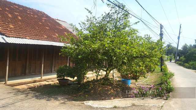 Cận cảnh những cây mai vàng cổ thụ giá bạc tỷ ở Vĩnh Long - Hình 2 Can canh nhung cay mai vang co thu gia bac ty o Vinh Long-Hinh-2