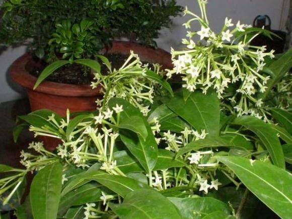 3 loại hoa và cây không nên trồng trong nhà kẻo nguy hại sức khỏe - Hình 2 3 loai hoa va cay khong nen trong trong nha keo nguy hai suc khoe-Hinh-2