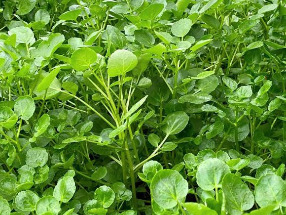 3 loại rau tăng đề kháng, chống ung thư xuất hiện nhiều vào mùa thu đông - Hình 2 3 loai rau tang de khang, chong ung thu xuat hien nhieu vao mua thu dong-Hinh-2