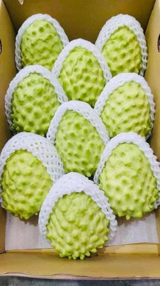 Na nhập ngoại siêu to khổng lồ, quả nặng tới 1,5kg có giá gần 1 triệu đồng - Hình 6 Na nhap ngoai sieu to khong lo, qua nang toi 1,5kg co gia gan 1 trieu dong-Hinh-6