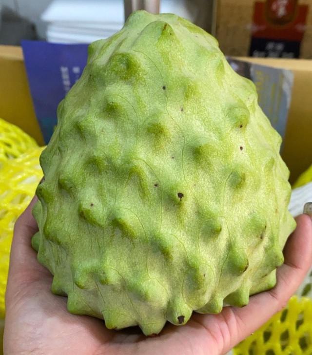 Na nhập ngoại siêu to khổng lồ, quả nặng tới 1,5kg có giá gần 1 triệu đồng - Hình 2 Na nhap ngoai sieu to khong lo, qua nang toi 1,5kg co gia gan 1 trieu dong-Hinh-2