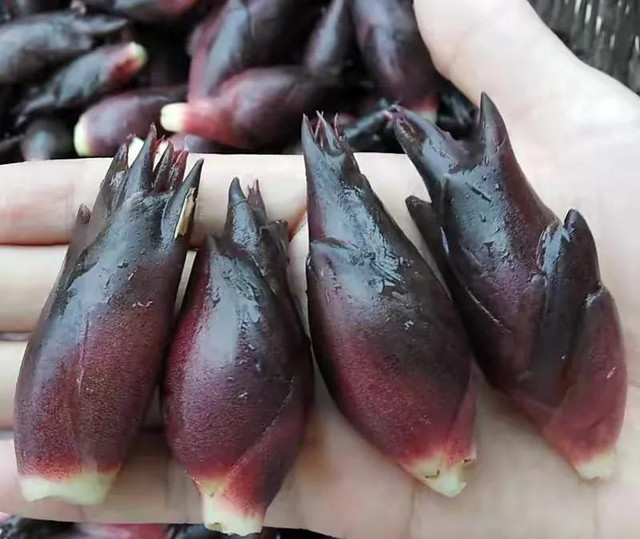 Loại rau rừng mọc hoang, ở Nhật được coi như “nhân sâm châu Á“ - Hình 2 Loai rau rung moc hoang, o Nhat duoc coi nhu “nhan sam chau A“-Hinh-2