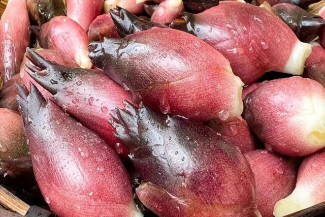 Loại rau rừng mọc hoang, ở Nhật được coi như “nhân sâm châu Á“ - Hình 3 Loai rau rung moc hoang, o Nhat duoc coi nhu “nhan sam chau A“-Hinh-3