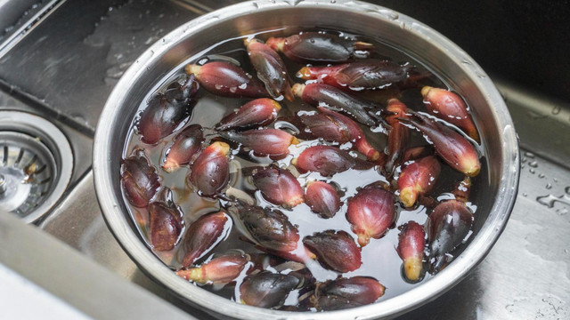 Loại rau rừng mọc hoang, ở Nhật được coi như “nhân sâm châu Á“ - Hình 7 Loai rau rung moc hoang, o Nhat duoc coi nhu “nhan sam chau A“-Hinh-7