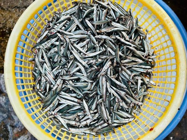 Loại cá bé tí tẹo, giá rẻ, siêu dinh dưỡng, tốt cho xương - Hình 2 Loai ca be ti teo, gia re, sieu dinh duong, tot cho xuong-Hinh-2