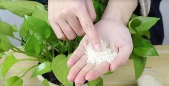 Rắc một nắm gạo vào chậu cây, lập tức nhú lên mầm xanh Rac mot nam gao vao chau cay, lap tuc nhu len mam xanh