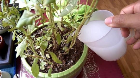 Rắc một nắm gạo vào chậu cây, lập tức nhú lên mầm xanh - Hình 3 Rac mot nam gao vao chau cay, lap tuc nhu len mam xanh-Hinh-3