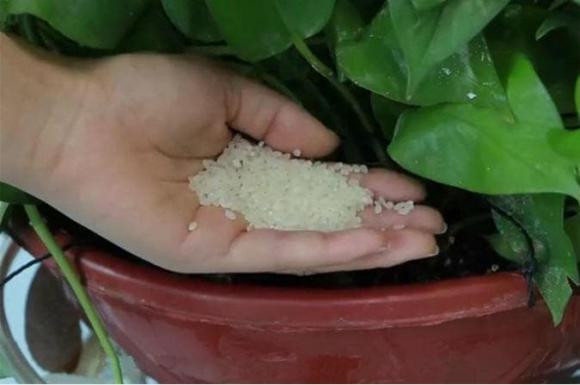 Rắc một nắm gạo vào chậu cây, lập tức nhú lên mầm xanh - Hình 2 Rac mot nam gao vao chau cay, lap tuc nhu len mam xanh-Hinh-2