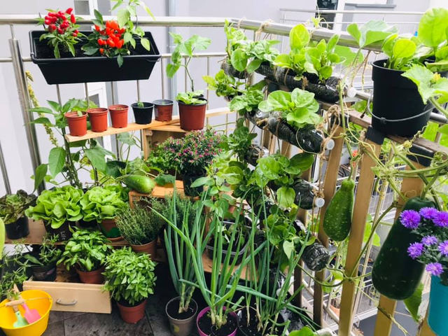 Vườn rau tươi tốt trên ban công nhỏ xíu 2,5m2 của mẹ Việt tại Pháp - Hình 10 Vuon rau tuoi tot tren ban cong nho xiu 2,5m2 cua me Viet tai Phap-Hinh-10