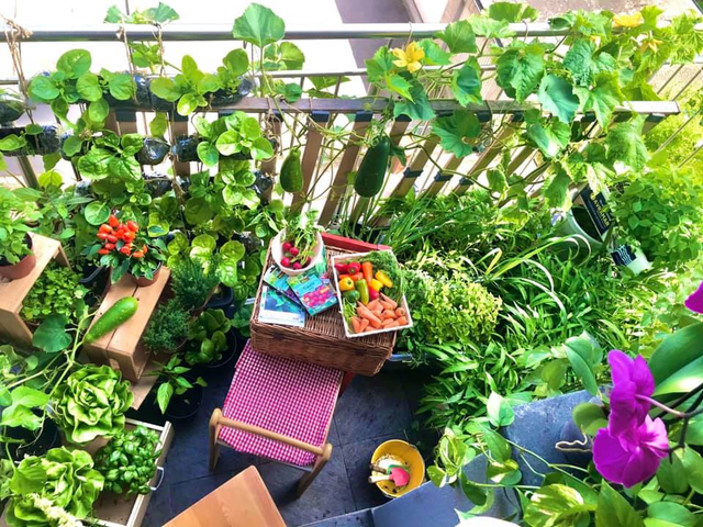 Vườn rau tươi tốt trên ban công nhỏ xíu 2,5m2 của mẹ Việt tại Pháp Vuon rau tuoi tot tren ban cong nho xiu 2,5m2 cua me Viet tai Phap