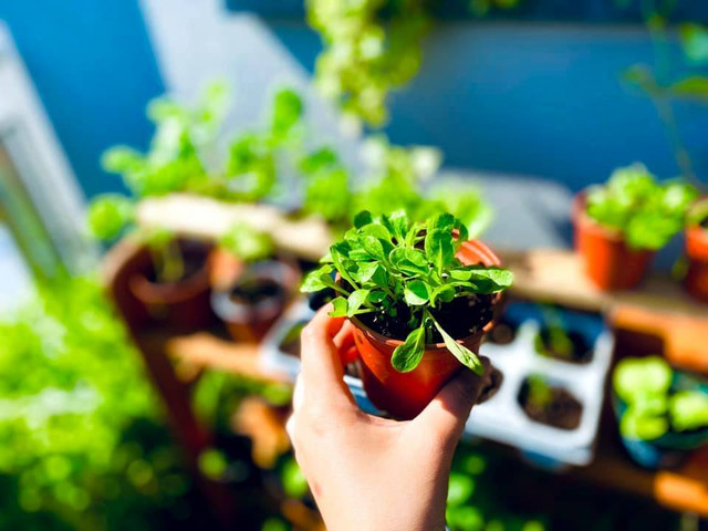 Vườn rau tươi tốt trên ban công nhỏ xíu 2,5m2 của mẹ Việt tại Pháp - Hình 12 Vuon rau tuoi tot tren ban cong nho xiu 2,5m2 cua me Viet tai Phap-Hinh-12