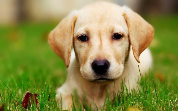 Cha mẹ tuổi này con cái xuất chúng, về già sống đời hạnh phúc - Hình 3 Cha me tuoi nay con cai xuat chung, ve gia song doi hanh phuc-Hinh-3