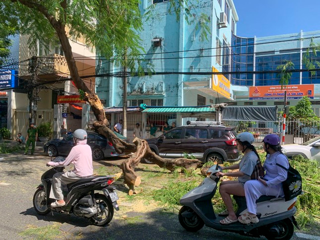 Cây xanh gãy đổ, đè bẹp xe hơi trên đường Cay xanh gay do, de bep xe hoi tren duong