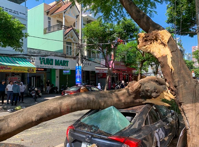 Cây xanh gãy đổ, đè bẹp xe hơi trên đường - Hình 2 Cay xanh gay do, de bep xe hoi tren duong-Hinh-2