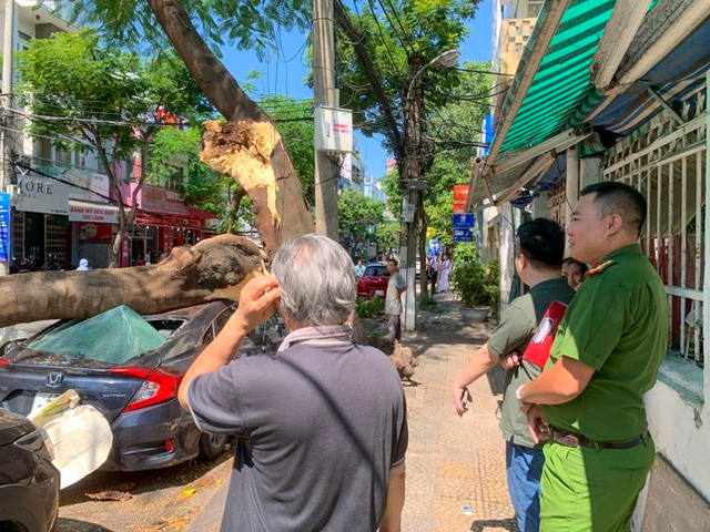 Cây xanh gãy đổ, đè bẹp xe hơi trên đường - Hình 4 Cay xanh gay do, de bep xe hoi tren duong-Hinh-4