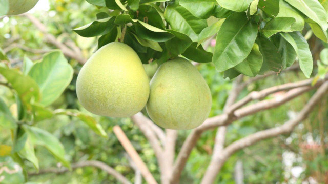 Loại thực phẩm ung thư “cực ghét”, ăn nhiều cơ thể biết ơn - Hình 2 Loai thuc pham ung thu “cuc ghet”, an nhieu co the biet on-Hinh-2