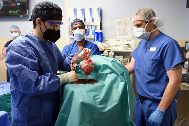 Hé lộ nguyên nhân khiến người đầu tiên được ghép tim lợn tử vong He lo nguyen nhan khien nguoi dau tien duoc ghep tim lon tu vong