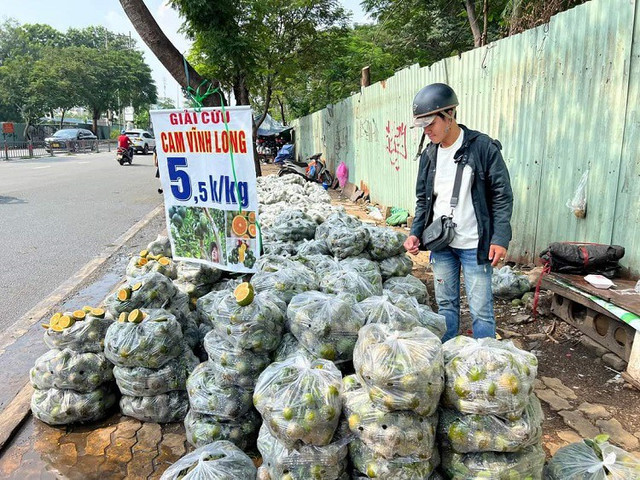 Giá cam xuống thấp chưa từng có khiến nhà vườn xót xa ôm lỗ - Hình 2 Gia cam xuong thap chua tung co khien nha vuon xot xa om lo-Hinh-2