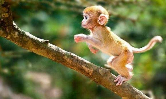 Muốn lấy vợ, hãy cưới 4 con giáp nữ có một không hai này! - Hình 4 Muon lay vo, hay cuoi 4 con giap nu co mot khong hai nay!-Hinh-4