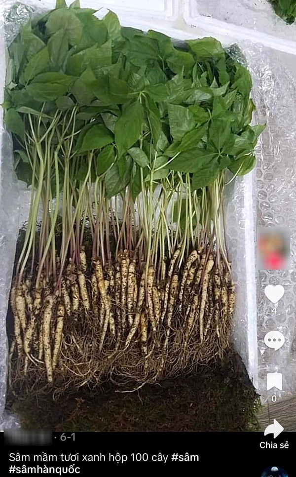 Chuyên gia nói gì về trào lưu ăn nhân sâm mầm cải thiện sức khỏe? - Hình 2 Chuyen gia noi gi ve trao luu an nhan sam mam cai thien suc khoe?-Hinh-2