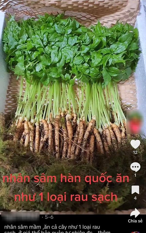 Chuyên gia nói gì về trào lưu ăn nhân sâm mầm cải thiện sức khỏe? Chuyen gia noi gi ve trao luu an nhan sam mam cai thien suc khoe?