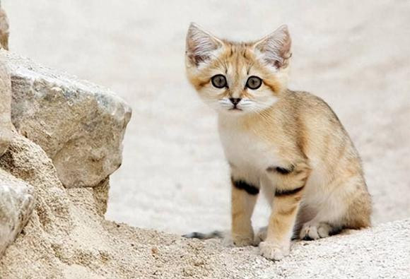 Mèo sa mạc nhỏ nhất thế giới, ăn rắn độc và nhịn khát một tháng! - Hình 5 Meo sa mac nho nhat the gioi, an ran doc va nhin khat mot thang!-Hinh-5
