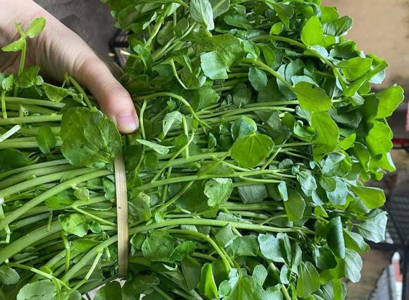 Loài rau tốt nhất thế giới mùa này có đầy ở Việt Nam, giá rẻ bèo - Hình 4 Loai rau tot nhat the gioi mua nay co day o Viet Nam, gia re beo-Hinh-4