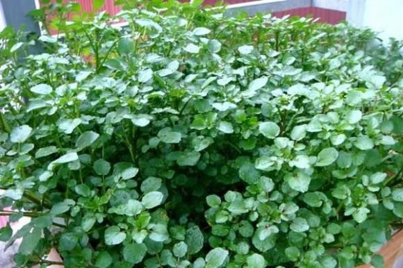 Loài rau tốt nhất thế giới mùa này có đầy ở Việt Nam, giá rẻ bèo - Hình 3 Loai rau tot nhat the gioi mua nay co day o Viet Nam, gia re beo-Hinh-3