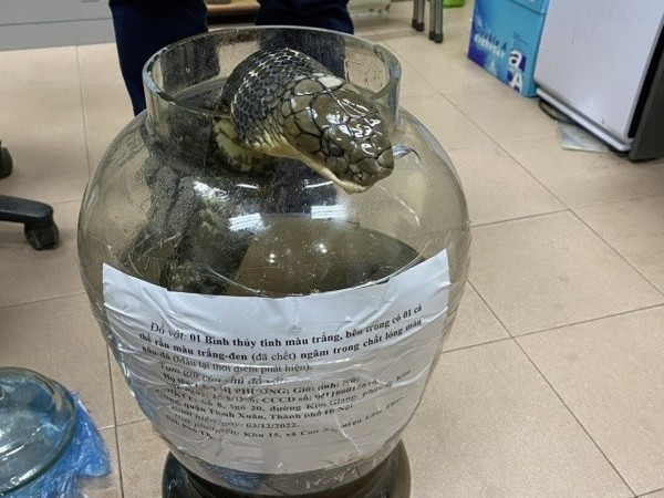 Giết rắn hổ chúa nặng gần 10 kg, người phụ nữ bị khởi tố Giet ran ho chua nang gan 10 kg, nguoi phu nu bi khoi to