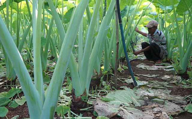 Cây dại mọc khắp ao hồ nay hóa “mỏ vàng”, bán 300.000/kg - Hình 9 Cay dai moc khap ao ho nay hoa “mo vang”, ban 300.000/kg-Hinh-9