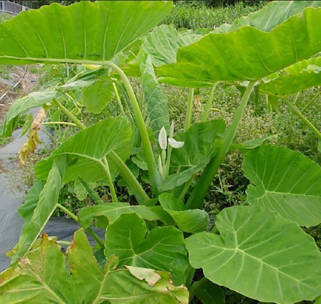 Cây dại mọc khắp ao hồ nay hóa “mỏ vàng”, bán 300.000/kg - Hình 3 Cay dai moc khap ao ho nay hoa “mo vang”, ban 300.000/kg-Hinh-3