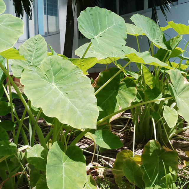 Cây dại mọc khắp ao hồ nay hóa “mỏ vàng”, bán 300.000/kg - Hình 2 Cay dai moc khap ao ho nay hoa “mo vang”, ban 300.000/kg-Hinh-2