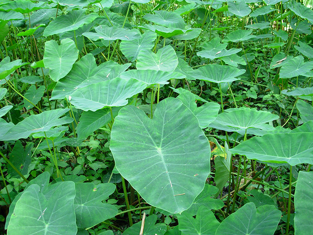 Cây dại mọc khắp ao hồ nay hóa “mỏ vàng”, bán 300.000/kg Cay dai moc khap ao ho nay hoa “mo vang”, ban 300.000/kg