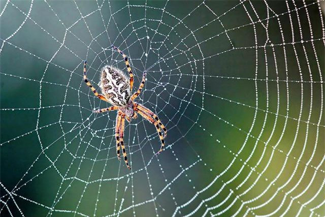 Không có tai, nhện dùng cách nào để "nghe ngóng" và săn mồi? ảnh 1 Không có tai, nhện dùng cách nào để "nghe ngóng" và săn mồi? ảnh 1