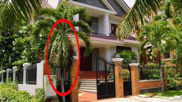 6 loại cây phong thủy hút lộc trồng trước nhà kiểu gì cũng giàu 6 loai cay phong thuy hut loc trong truoc nha kieu gi cung giau