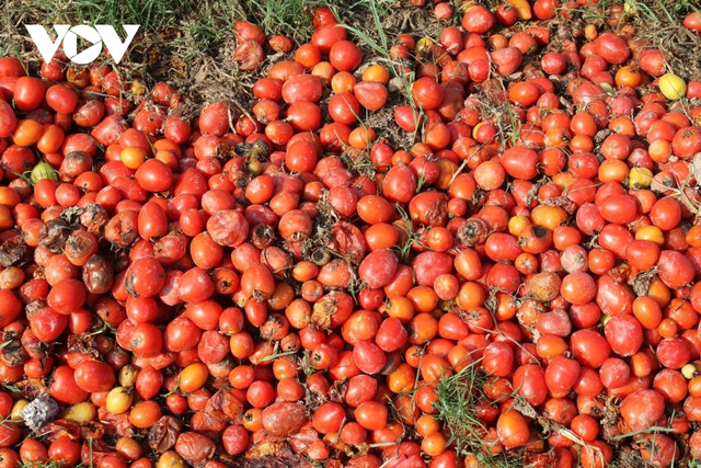 Xót xa cảnh cà chua chín đỏ rụng thối đầy đồng không ai mua - Hình 2 Xot xa canh ca chua chin do rung thoi day dong khong ai mua-Hinh-2